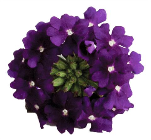 Foto de variedad de flores para ser usadas como: Maceta, patio, Tarrina de colgar Verbena hybrida Venturi™ Violet