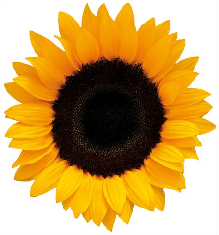 photo of flower to be used as: Cutflower Helianthus annuus Luxor