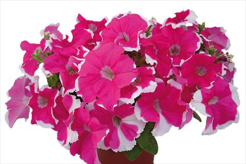 Foto de variedad de flores para ser usadas como: Maceta, planta de temporada, patio Petunia multiflora Candy Laced Rose