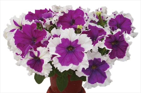Foto de variedad de flores para ser usadas como: Maceta, planta de temporada, patio Petunia multiflora Candy Picotee Velvet