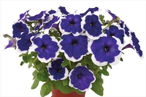Foto de variedad de flores para ser usadas como: Maceta, planta de temporada, patio Petunia multiflora Candy Picotee Blue