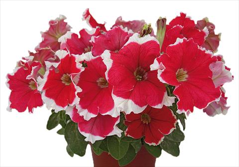 Foto de variedad de flores para ser usadas como: Maceta, planta de temporada, patio Petunia multiflora Candy Picotee Red