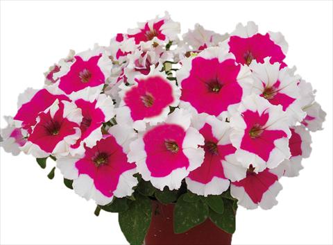 Foto de variedad de flores para ser usadas como: Maceta, planta de temporada, patio Petunia multiflora Candy Picotee Rose