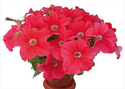 Foto de variedad de flores para ser usadas como: Maceta, planta de temporada, patio Petunia multiflora Candy Pure Orange Red