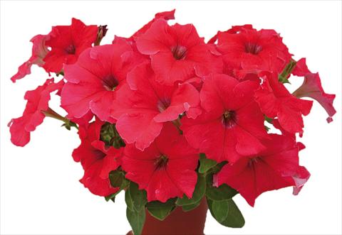 Foto de variedad de flores para ser usadas como: Maceta, planta de temporada, patio Petunia multiflora Candy Pure Red