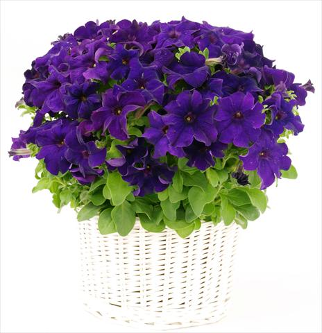 Foto de variedad de flores para ser usadas como: Maceta, planta de temporada, patio Petunia grandiflora Capri Blue