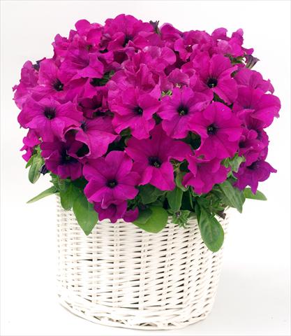 Foto de variedad de flores para ser usadas como: Maceta, planta de temporada, patio Petunia grandiflora Capri Lilac