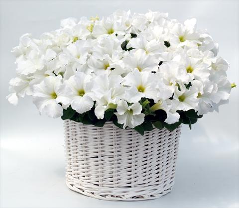 Foto de variedad de flores para ser usadas como: Maceta, planta de temporada, patio Petunia grandiflora Capri White