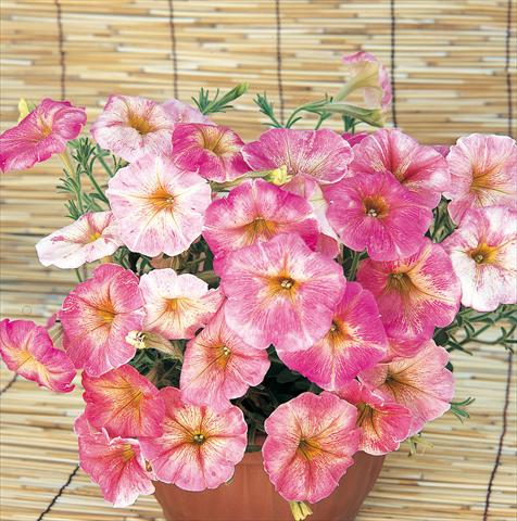 Foto de variedad de flores para ser usadas como: Maceta, planta de temporada, patio Petunia Dolce Firenze