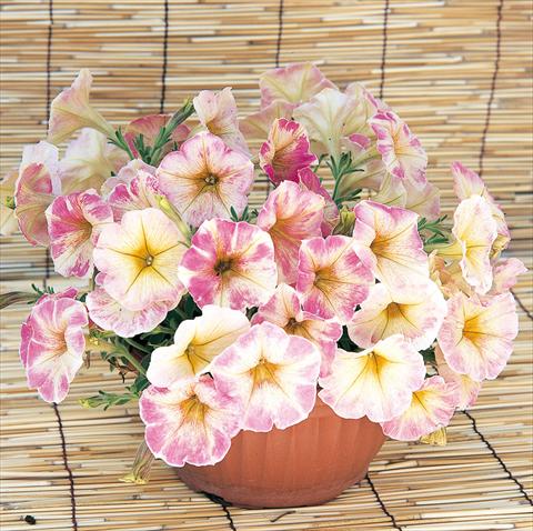 Foto de variedad de flores para ser usadas como: Maceta, planta de temporada, patio Petunia Dolce Roma