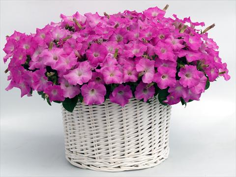 Foto de variedad de flores para ser usadas como: Maceta, planta de temporada, patio Petunia multiflora Gioconda Pastel Pink