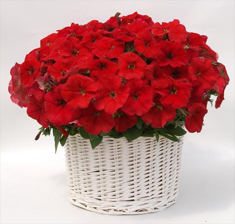 Foto de variedad de flores para ser usadas como: Maceta, planta de temporada, patio Petunia multiflora Gioconda Red