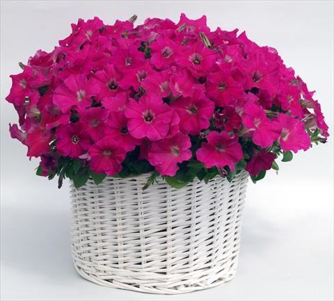 Foto de variedad de flores para ser usadas como: Maceta, planta de temporada, patio Petunia multiflora Gioconda Rose