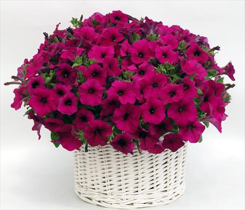 Foto de variedad de flores para ser usadas como: Maceta, planta de temporada, patio Petunia multiflora Gioconda Violet