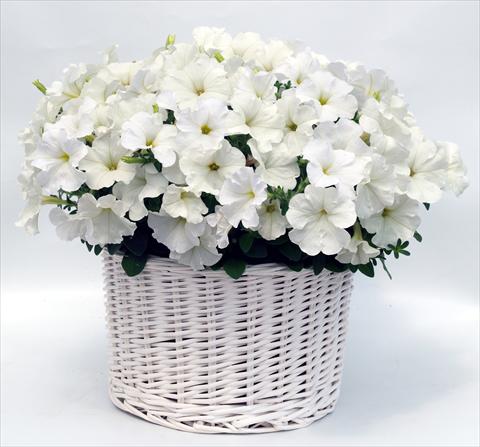 Foto de variedad de flores para ser usadas como: Maceta, planta de temporada, patio Petunia multiflora Gioconda White