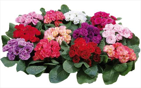 Foto de variedad de flores para ser usadas como: Maceta y planta de temporada Primula acaulis Rossella Mixed