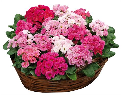 Foto de variedad de flores para ser usadas como: Maceta y planta de temporada Primula acaulis Rossella Pink Rose Shades