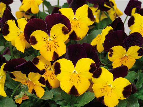 Foto de variedad de flores para ser usadas como: Maceta y planta de temporada Viola cornuta Caramel Golden Top Red