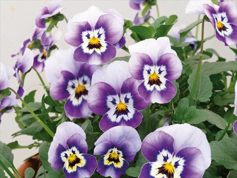 Foto de variedad de flores para ser usadas como: Maceta y planta de temporada Viola cornuta Caramel Marine Blue