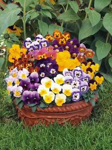 Foto de variedad de flores para ser usadas como: Maceta y planta de temporada Viola cornuta Caramel mix