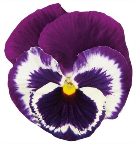 Foto de variedad de flores para ser usadas como: Maceta y planta de temporada Viola wittrockiana Italia Blue Top