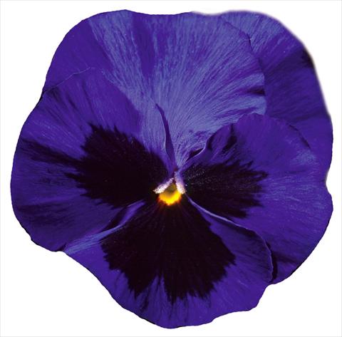 Foto de variedad de flores para ser usadas como: Maceta y planta de temporada Viola wittrockiana Italia Blue W Blotch