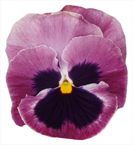 Foto de variedad de flores para ser usadas como: Maceta y planta de temporada Viola wittrockiana Italia Pink W Blotch