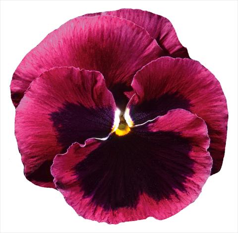 Foto de variedad de flores para ser usadas como: Maceta y planta de temporada Viola wittrockiana Italia Rose W Blotch