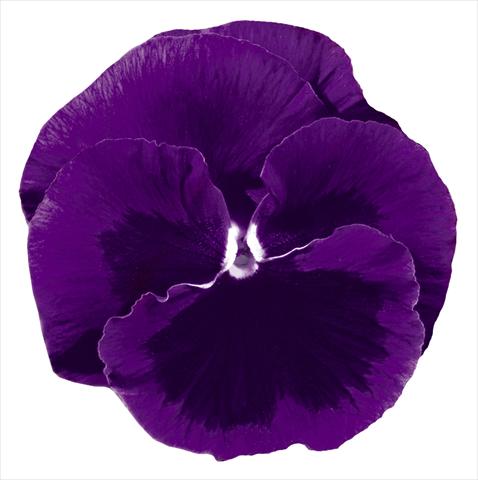Foto de variedad de flores para ser usadas como: Maceta y planta de temporada Viola wittrockiana Italia Violet W Blotch
