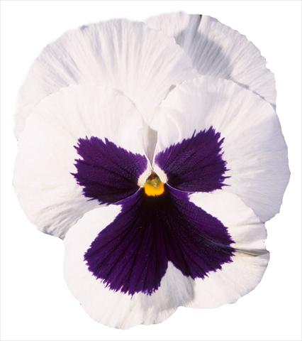 Foto de variedad de flores para ser usadas como: Maceta y planta de temporada Viola wittrockiana Italia White W Blotch