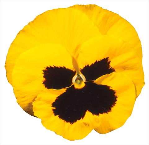 Foto de variedad de flores para ser usadas como: Maceta y planta de temporada Viola wittrockiana Italia Yellow W Blotch