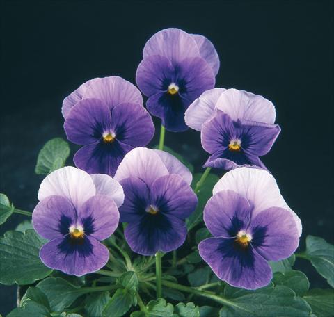 Foto de variedad de flores para ser usadas como: Maceta y planta de temporada Viola wittrockiana Pandora Beacon Blue