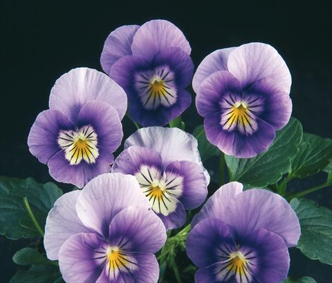 Foto de variedad de flores para ser usadas como: Maceta y planta de temporada Viola wittrockiana Pandora Blue Violet W White Face
