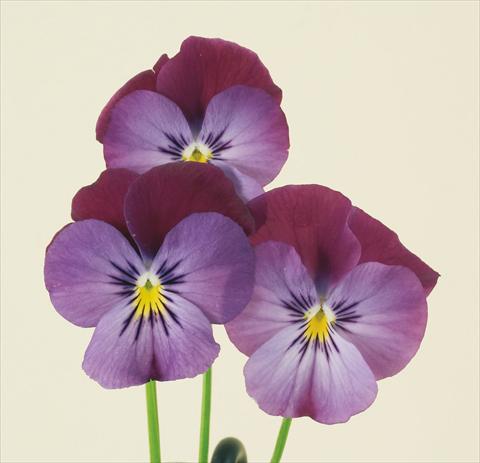 Foto de variedad de flores para ser usadas como: Maceta y planta de temporada Viola wittrockiana Pandora England Lilac & Blue