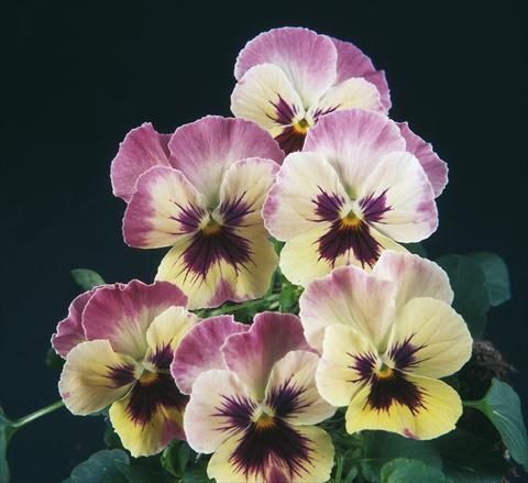 Foto de variedad de flores para ser usadas como: Maceta y planta de temporada Viola wittrockiana Pandora England Lilac Cream