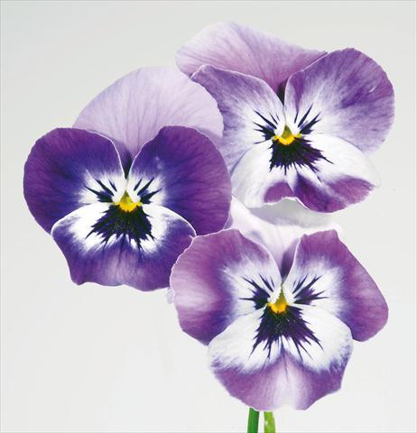 Foto de variedad de flores para ser usadas como: Maceta y planta de temporada Viola wittrockiana Pandora England Marine