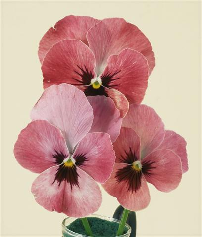 Foto de variedad de flores para ser usadas como: Maceta y planta de temporada Viola wittrockiana Pandora England Rose