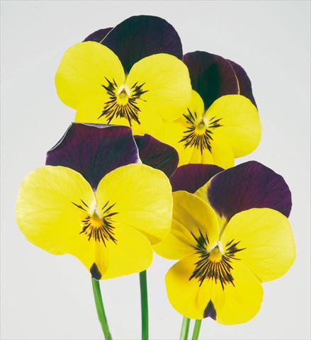 Foto de variedad de flores para ser usadas como: Maceta y planta de temporada Viola wittrockiana Pandora Golden W Purple Top