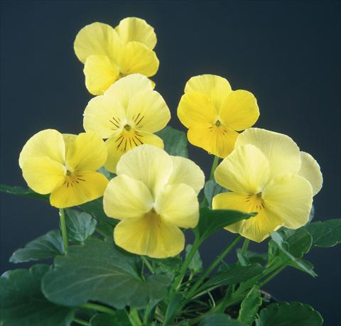 Foto de variedad de flores para ser usadas como: Maceta y planta de temporada Viola wittrockiana Pandora Lemon 2 Blue