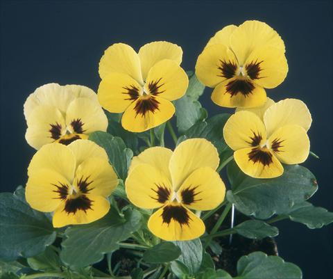 Foto de variedad de flores para ser usadas como: Maceta y planta de temporada Viola wittrockiana Pandora Lemon W Blotch