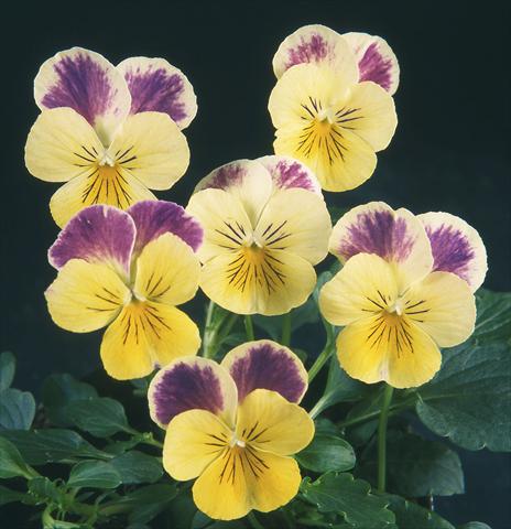 Foto de variedad de flores para ser usadas como: Maceta y planta de temporada Viola wittrockiana Pandora Lemon W Blue Top