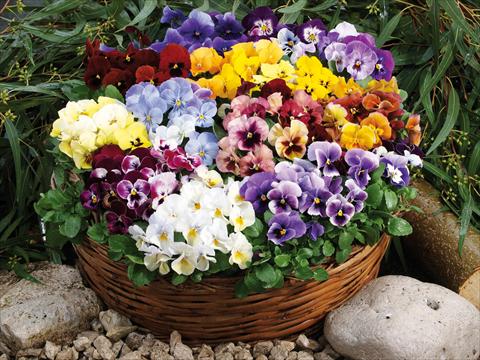 Foto de variedad de flores para ser usadas como: Maceta y planta de temporada Viola wittrockiana Pandora Mixed