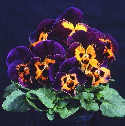Foto de variedad de flores para ser usadas como: Maceta y planta de temporada Viola wittrockiana Pandora Orange Harlequin
