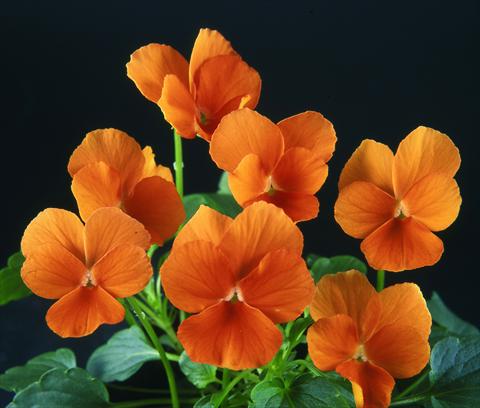 Foto de variedad de flores para ser usadas como: Maceta y planta de temporada Viola wittrockiana Pandora Pure Tangerine