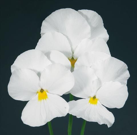 Foto de variedad de flores para ser usadas como: Maceta y planta de temporada Viola wittrockiana Pandora Pure White