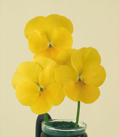 Foto de variedad de flores para ser usadas como: Maceta y planta de temporada Viola wittrockiana Pandora Pure Yellow