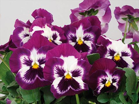 Foto de variedad de flores para ser usadas como: Maceta y planta de temporada Viola wittrockiana Pandora Purple Tricolor