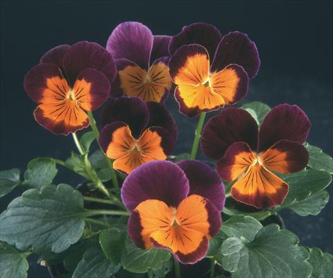 Foto de variedad de flores para ser usadas como: Maceta y planta de temporada Viola wittrockiana Pandora Purple W Orange Face