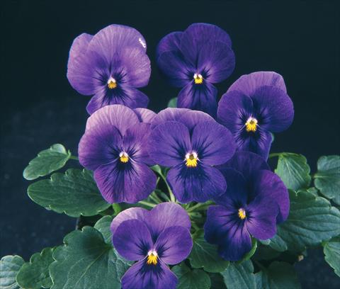 Foto de variedad de flores para ser usadas como: Maceta y planta de temporada Viola wittrockiana Pandora Purple