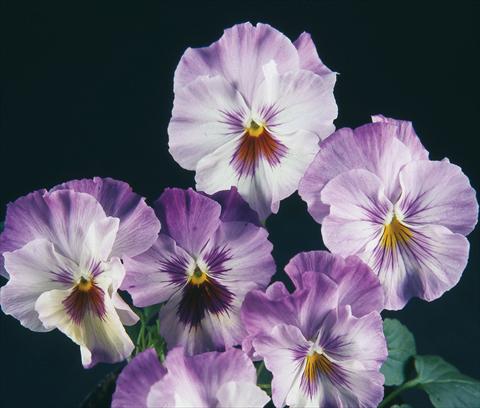 Foto de variedad de flores para ser usadas como: Maceta y planta de temporada Viola wittrockiana Pandora Rainbow Celestiale